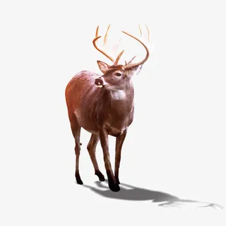驯鹿 野生动物免抠