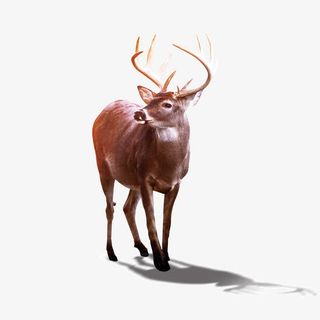 驯鹿 野生动物免抠
