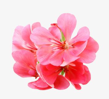 天竺葵花瓣特写免抠