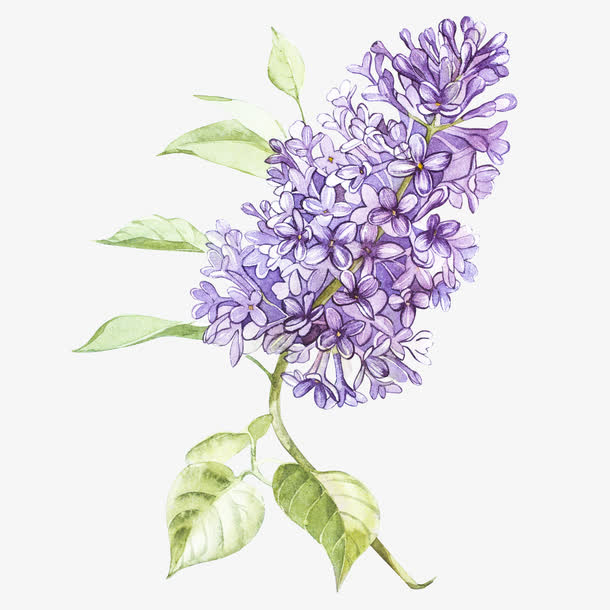 薰衣草花朵免抠