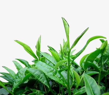 新鲜茶叶免抠 新鲜茶叶免抠