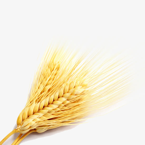 麦子免抠