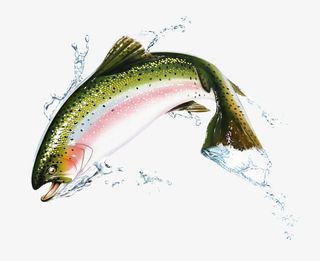 彩绘斑鱼免抠