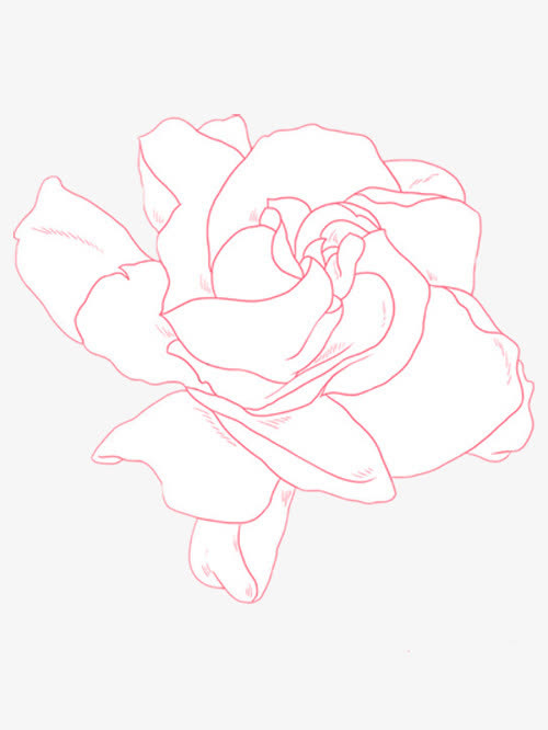 手绘栀子花免抠