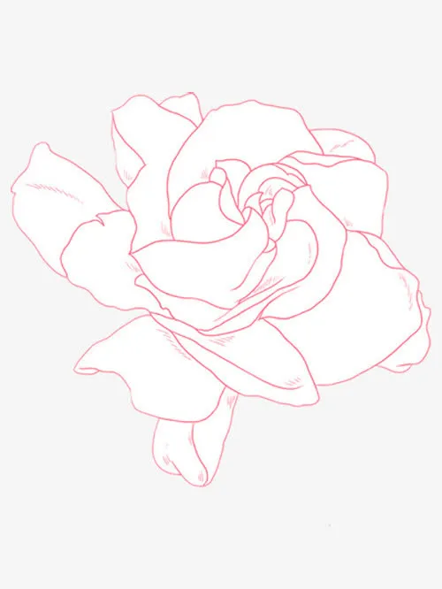 手绘栀子花免抠