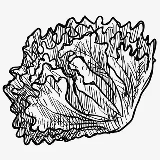 铅笔画 果蔬 蔬菜 速写 黑白免抠