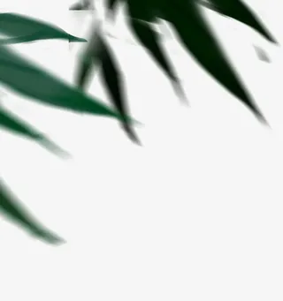 模糊的竹子叶子 免扣png素材免抠