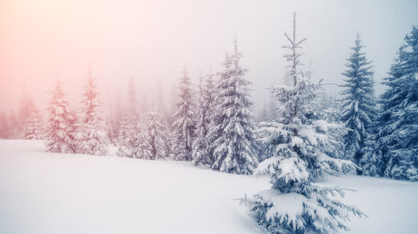 冬季阳光雪地树林免抠