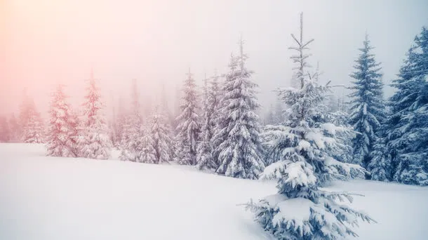 冬季阳光雪地树林免抠