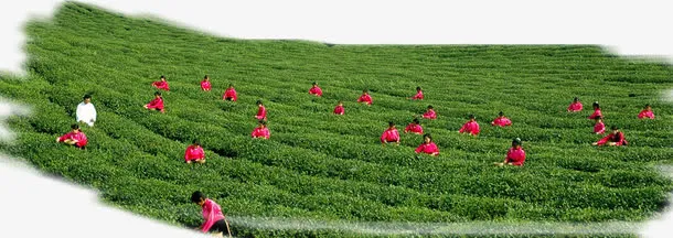 茶叶，采茶免抠