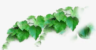 春天模糊树叶装饰免抠