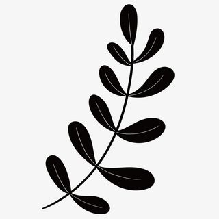 黑色简单柳叶树枝免抠