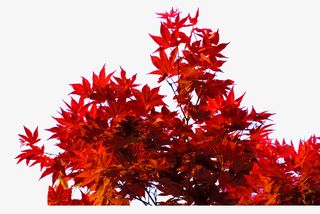 如火的枫叶免抠