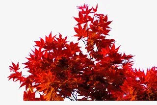 如火的枫叶免抠