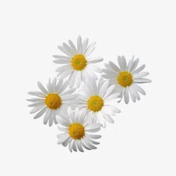 花朵免抠