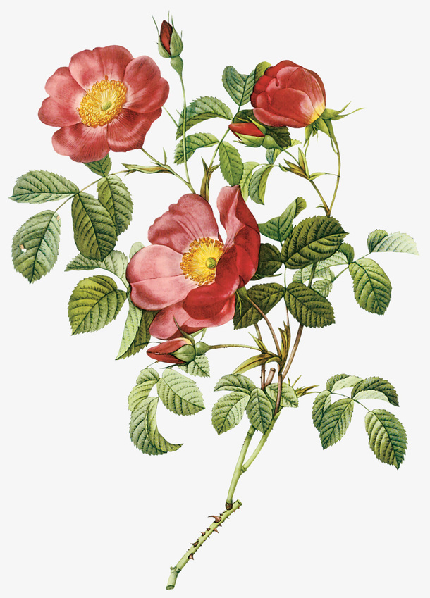 月季花朵  PNG免抠