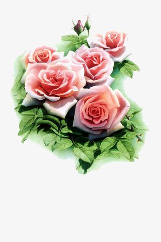手绘玫瑰花免抠