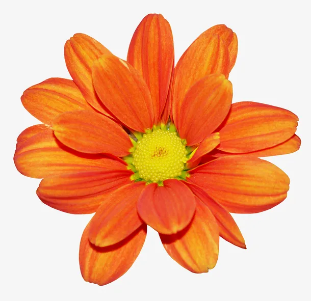 实物一朵红菊花免抠