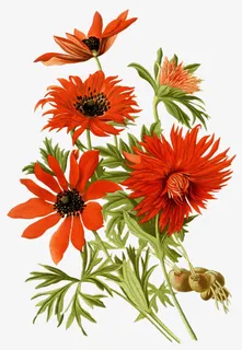 一捧菊花免抠 一捧菊花免抠