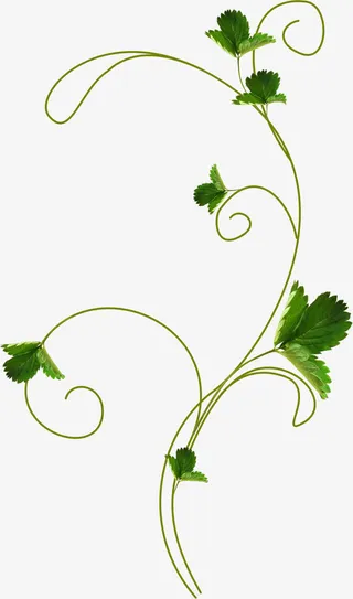 绿色枝叶免抠