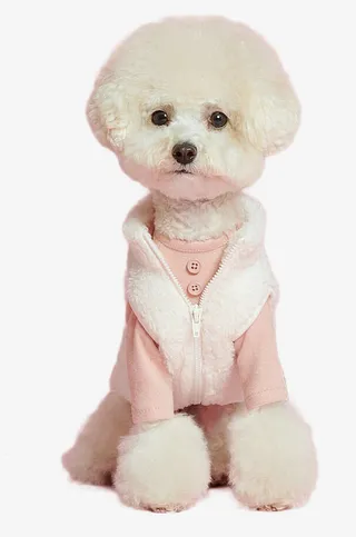 比熊犬可爱造型免抠