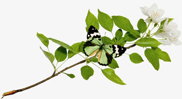 蝴蝶花朵树枝树叶免抠