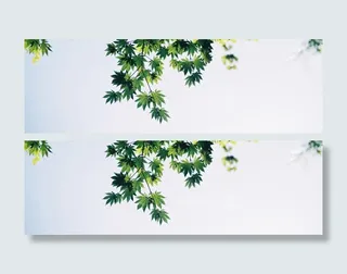 简约绿色枫叶海报背景