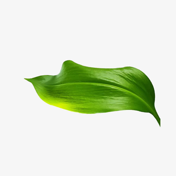 一片绿叶免抠