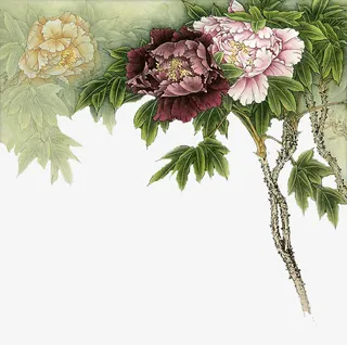 花朵 牡丹 装饰免抠