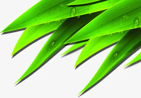 端午节竹叶水珠装饰免抠