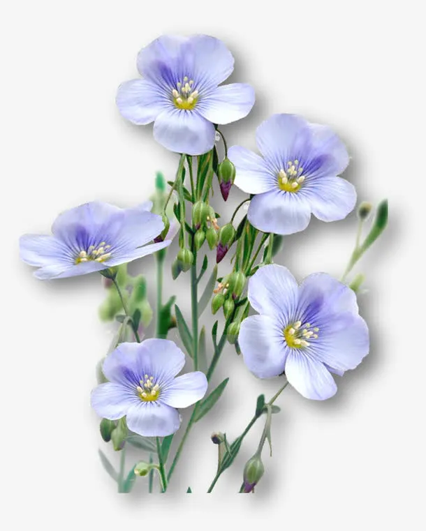 亚麻籽花免抠