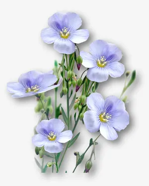 亚麻籽花免抠
