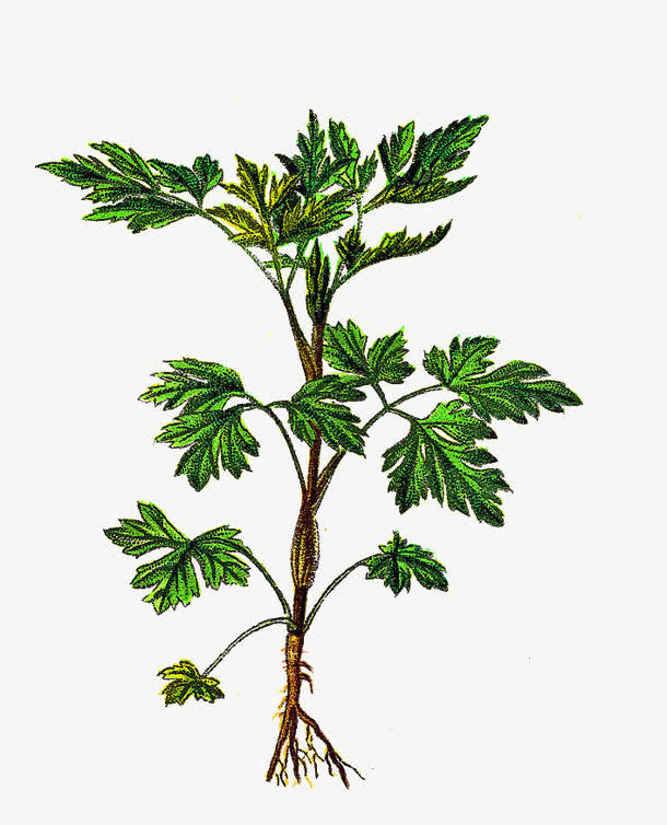 卡通手绘欧芹免抠
