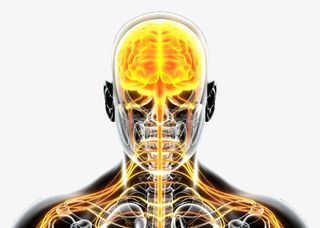 神经系统结构示意图免抠