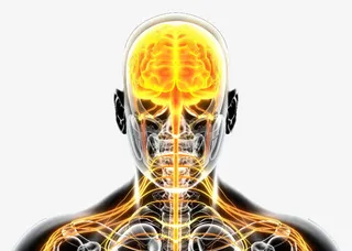 神经系统结构示意图免抠