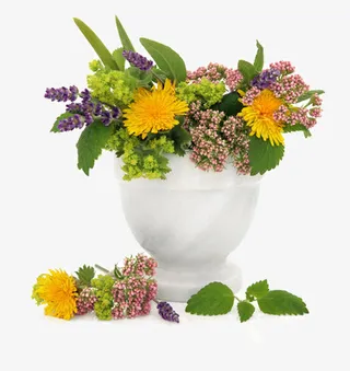 花盆里的花免抠