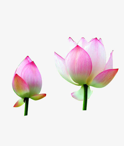 荷花 花朵免抠