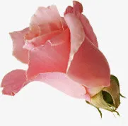 粉色美艳玫瑰花朵免抠