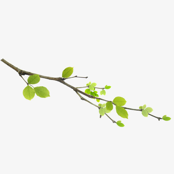 树枝免抠