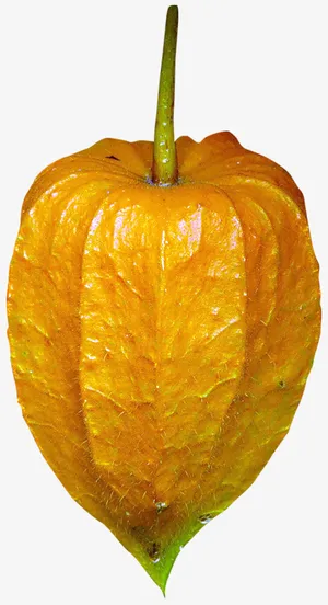 植物灯笼果免抠