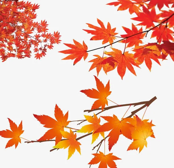 枫叶免抠
