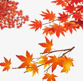 枫叶免抠
