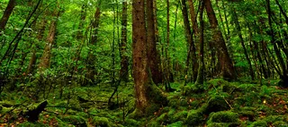 森林树海报背景高清