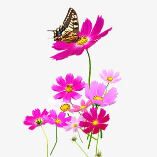 玫红色格桑花免抠素材免抠