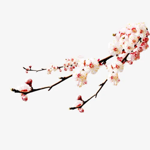 高清摄影春天的桃花免抠