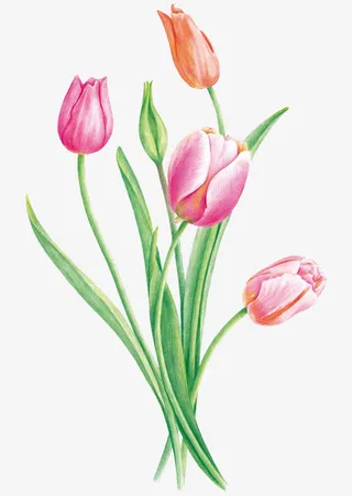 郁金香插画免抠