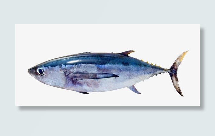 一只咸鱼海鱼免抠