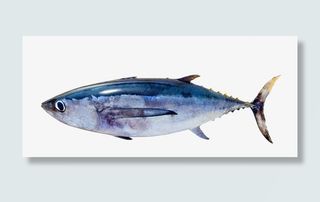 一只咸鱼海鱼免抠