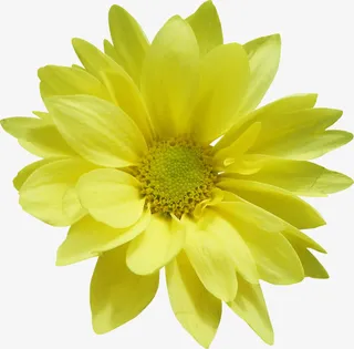 黄色菊花免抠