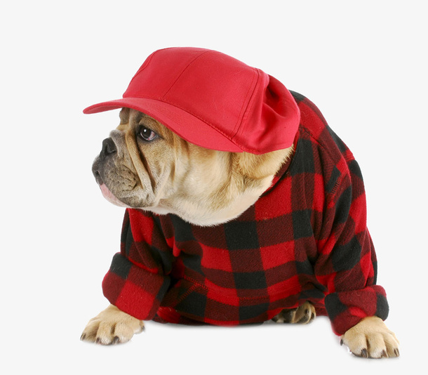 穿衣服的癞皮狗免抠